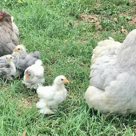 Appartamento In Cascina -La Cascinetta Di Ali- Roatto Екстериор снимка