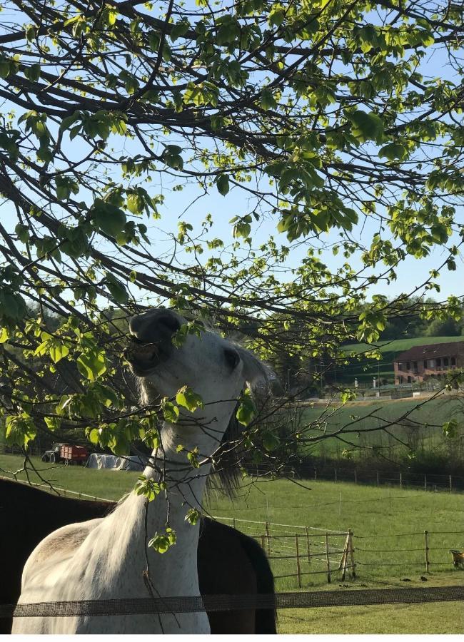 Appartamento In Cascina -La Cascinetta Di Ali- Roatto Екстериор снимка