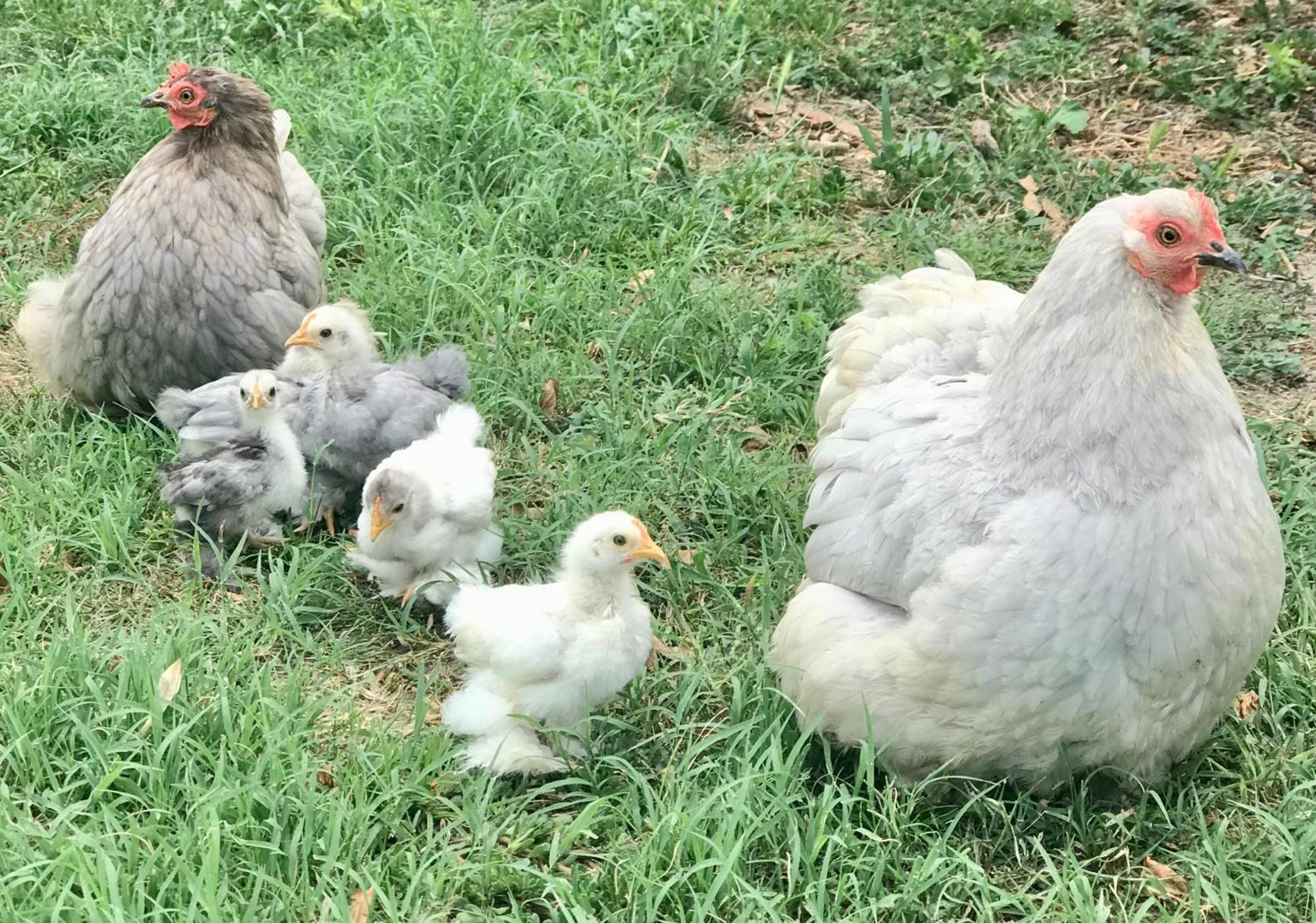 Appartamento In Cascina -La Cascinetta Di Ali- Roatto Екстериор снимка
